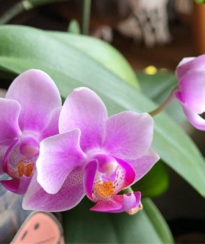 まるで三人姉妹